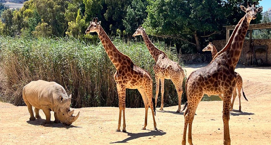 מוזמנים להיכנס לעולמם המופלא של בעלי החיים בגן החיות התנ”כי
