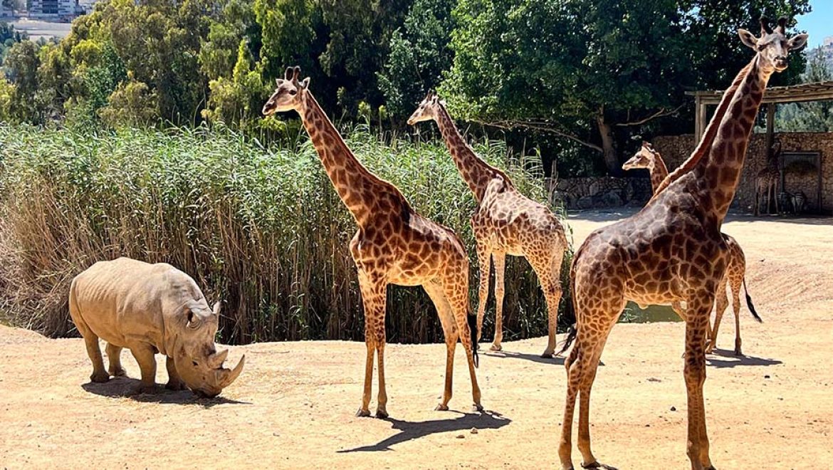 מוזמנים להיכנס לעולמם המופלא של בעלי החיים בגן החיות התנ”כי