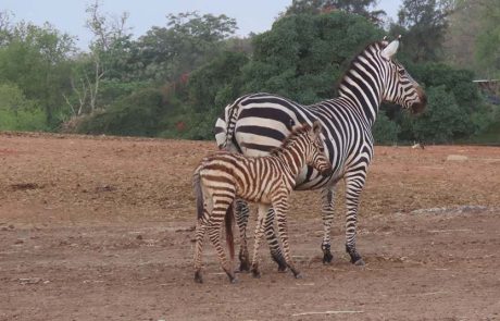 כחול, לבן ופסי שחור-לבן: סייח זברה חדש נולד בספארי