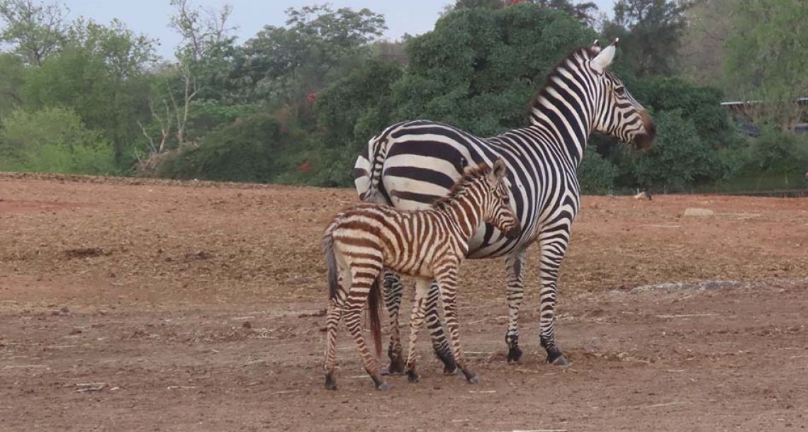 כחול, לבן ופסי שחור-לבן: סייח זברה חדש נולד בספארי
