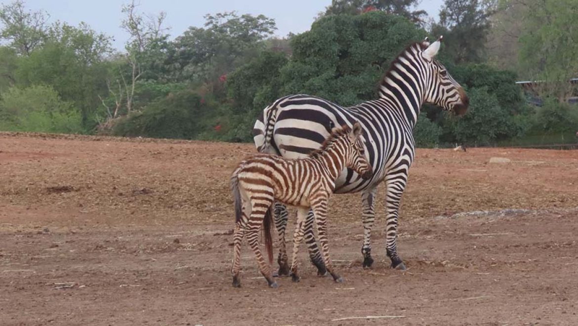כחול, לבן ופסי שחור-לבן: סייח זברה חדש נולד בספארי