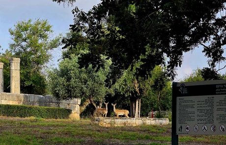 אורחים מיוחדים: זוג יחמורים נצפה בגן הלאומי ברעם