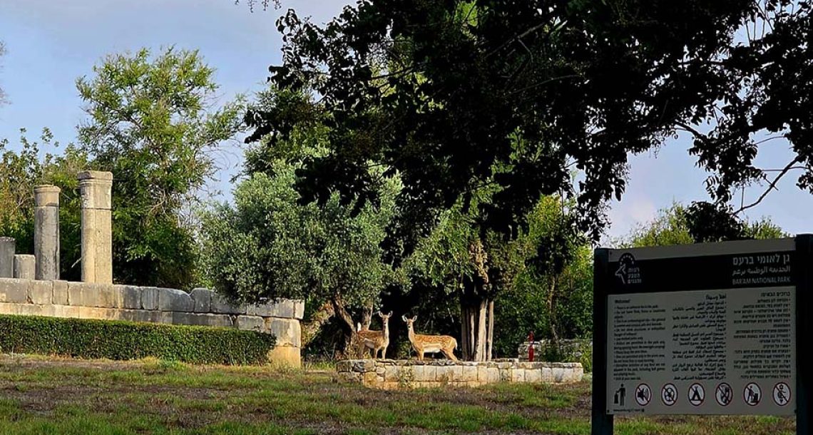 אורחים מיוחדים: זוג יחמורים נצפה בגן הלאומי ברעם