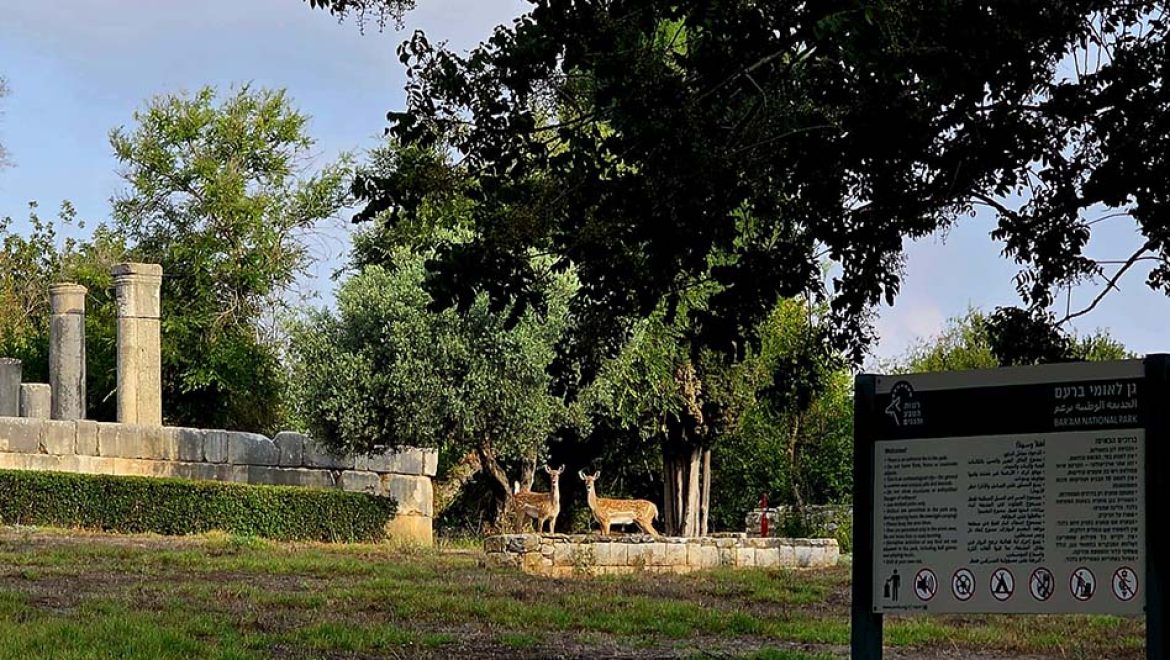 אורחים מיוחדים: זוג יחמורים נצפה בגן הלאומי ברעם