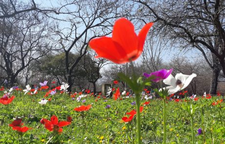 טיולים משפחתיים בין פריחות מרהיבות, נחלים זורמים ומפלים שוצפים