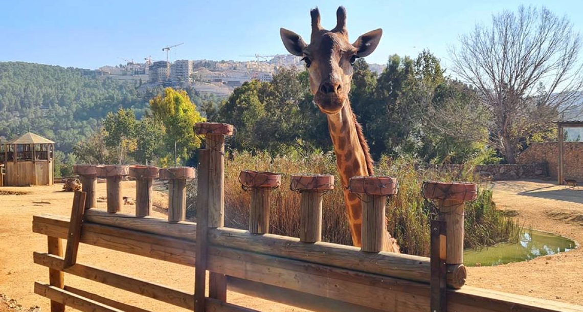 מי ימלל פיל שאוכל: חנוכה בגן החיות התנ”כי ואקווריום ישראל