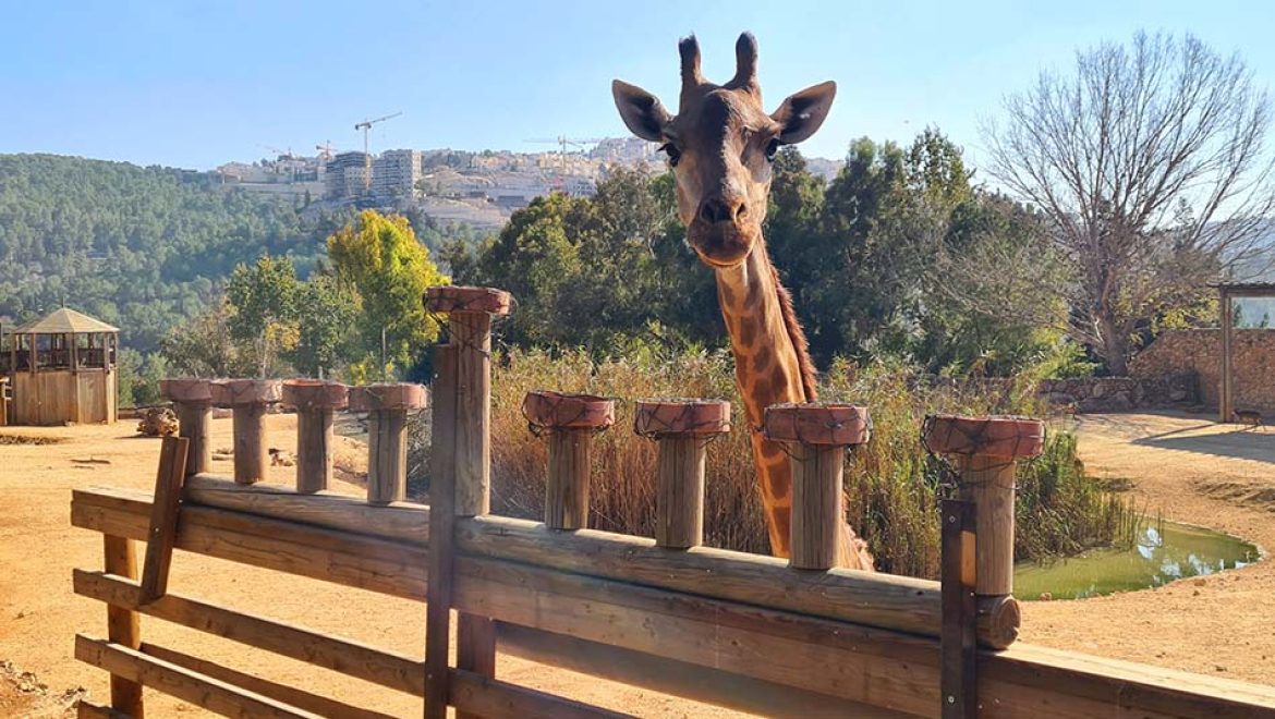מי ימלל פיל שאוכל: חנוכה בגן החיות התנ”כי ואקווריום ישראל