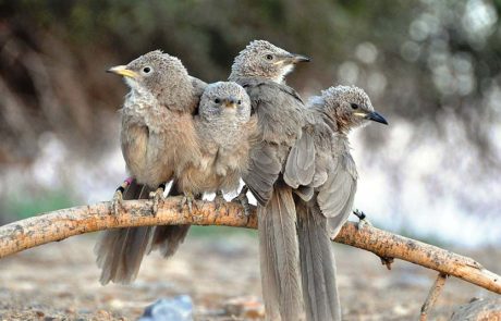 ‘חיות הבר בערבה’: אירוע חווייתי לכל המשפחה