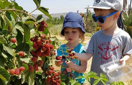 קטיף משפחתי עצמי של פירות יער: בבוסתן ‘בראשית’ בעין זיוון