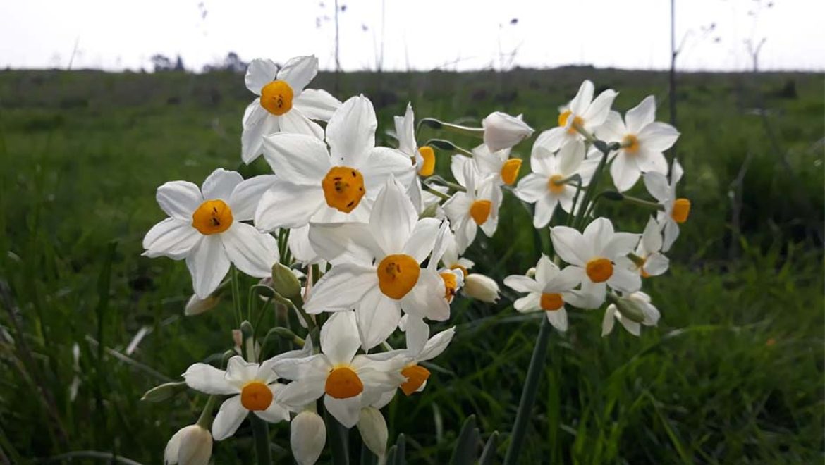 נרקיס מלך הביצה: פריחת נרקיסים בגולן